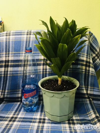 Пальма драцена цветы