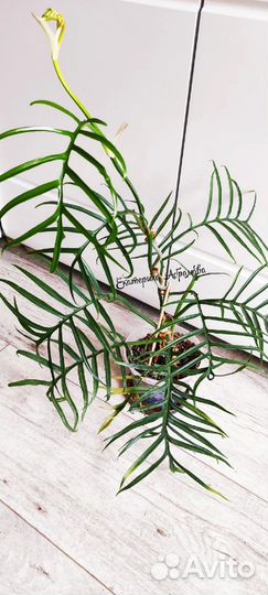 Филодендрон Тортум