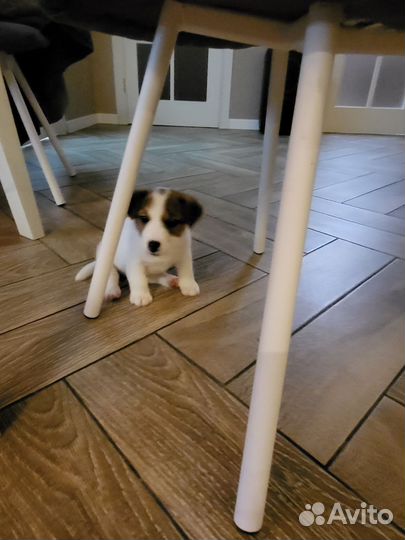 Щенок джек Рассел терьер девочка