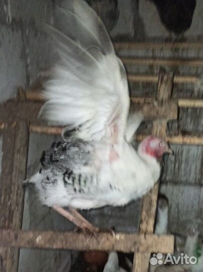 Индюки домашние