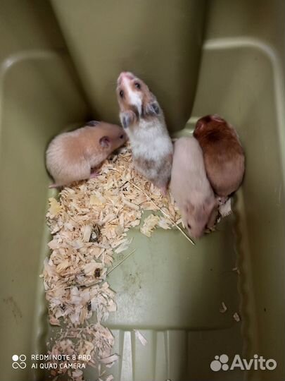 Сирийский хомяк