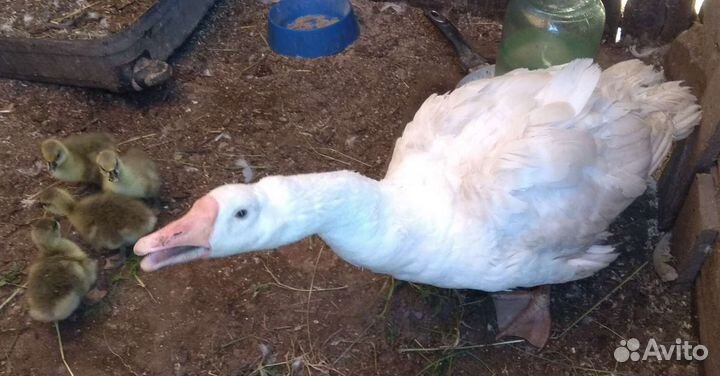 Утята гусята