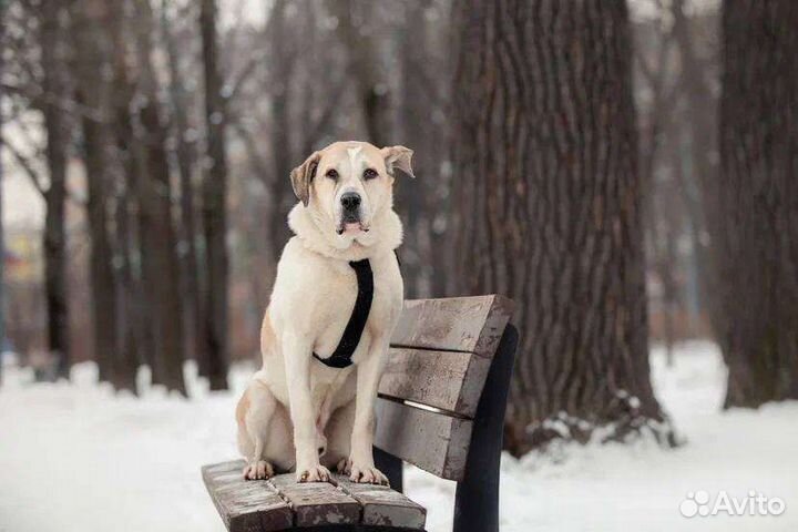 Собака Брут ищет дом (метис)