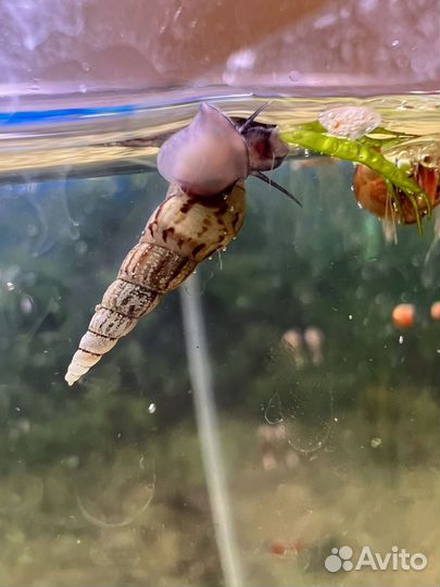 Улитки мелании, катушки