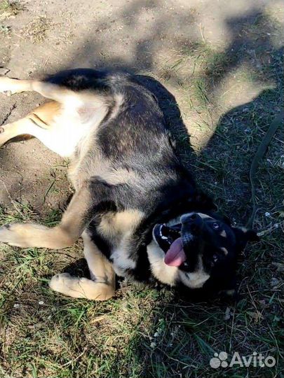 Собака Машенька в добрые руки