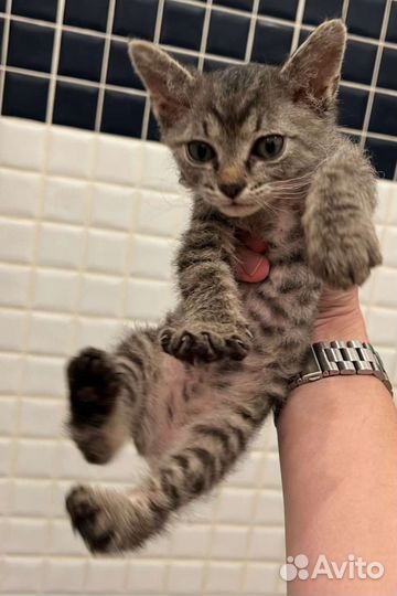 Котята в дар