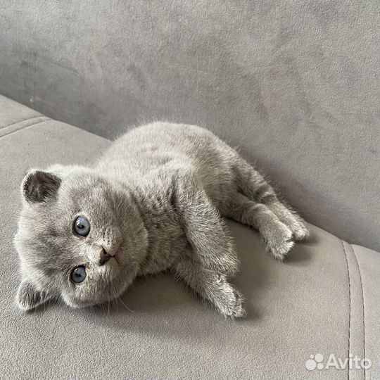 Шотландские котята