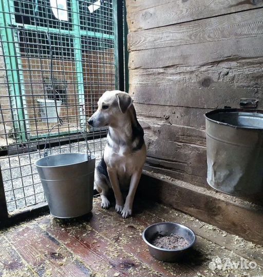 Самая нежная девочка Лада ищет дом