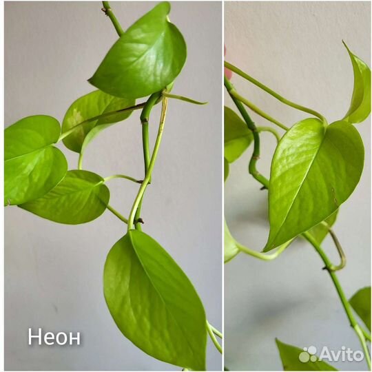 Эпипремиум Филодендрон Монстера Эсхиантус на срез