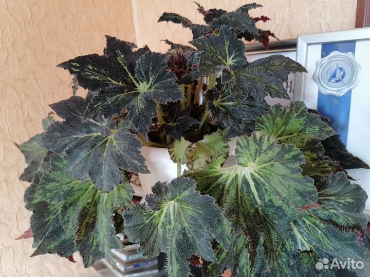 Фиалка, глоксинии, бегонии, герань