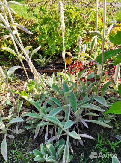 Многолетние цветы и кустарники