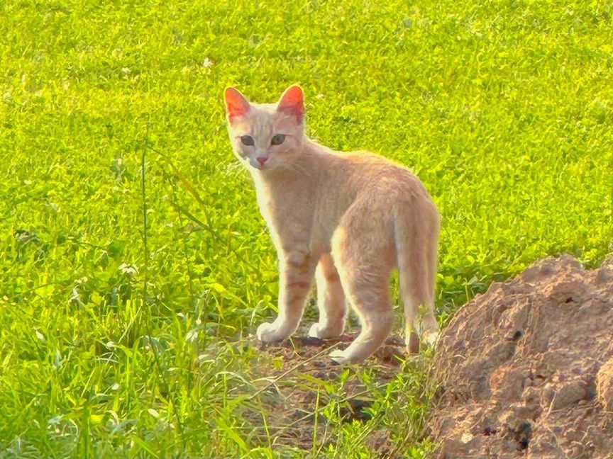 Рыжий котенок в добрые руки бесплатно