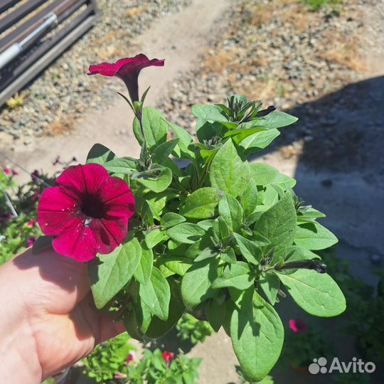 Петуния ампельная