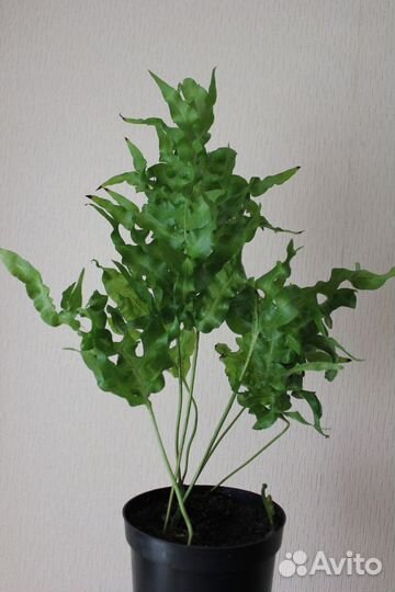 Папоротник Green Wave