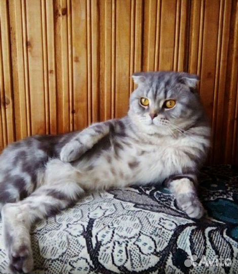 Шотландская вислоухая