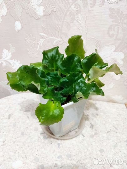 Фиалки, каланхое