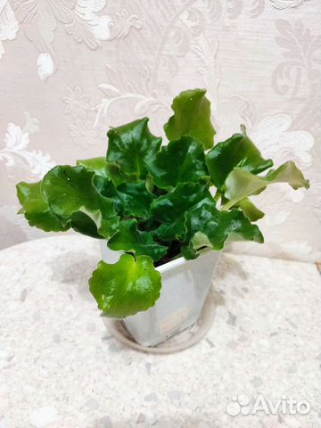 Фиалки, каланхое