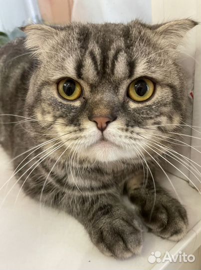 Шотландский кот вязка