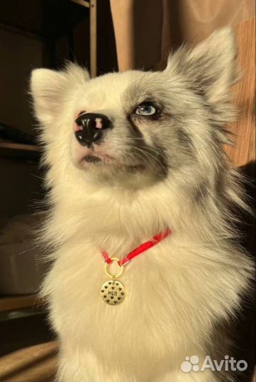 Адресники для питомцев