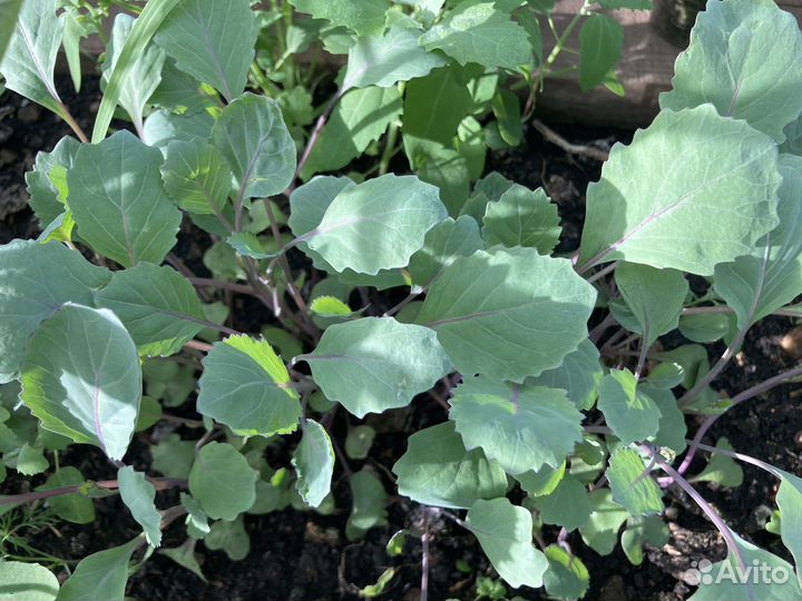 Рассада капусты