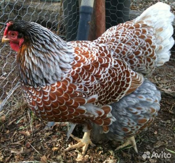 Инкубационное яйцо породных кур