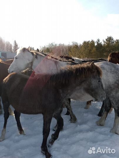 Лошадь жеребчик