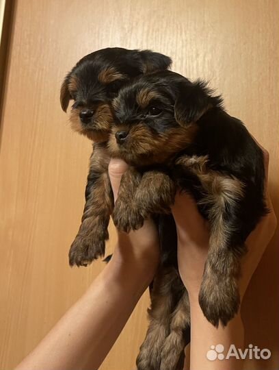 Йоркширский терьер щенки