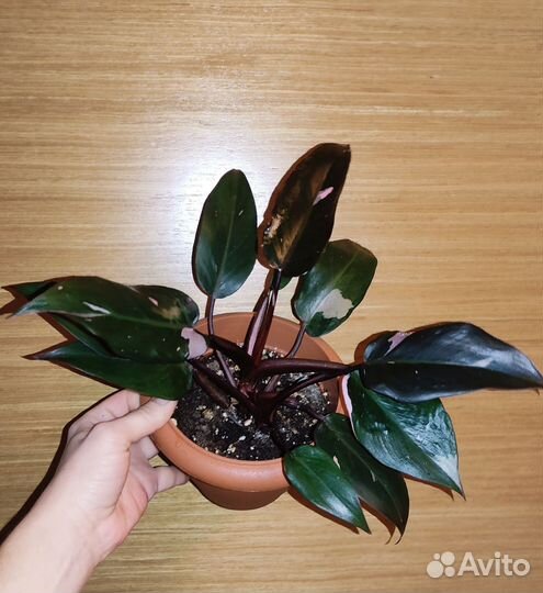 Филодендрон Розовая принцесса