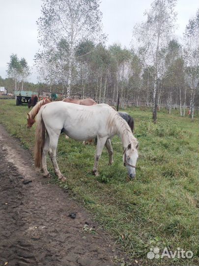 Продажа лошадей