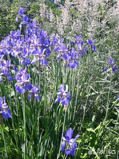 Многолетние цветы