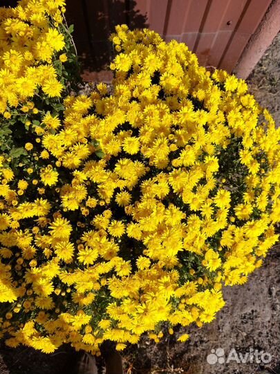 Хризантема