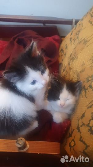 Необычные котята в добрые руки