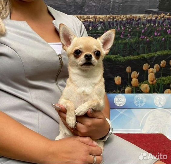 Вязка мини чих