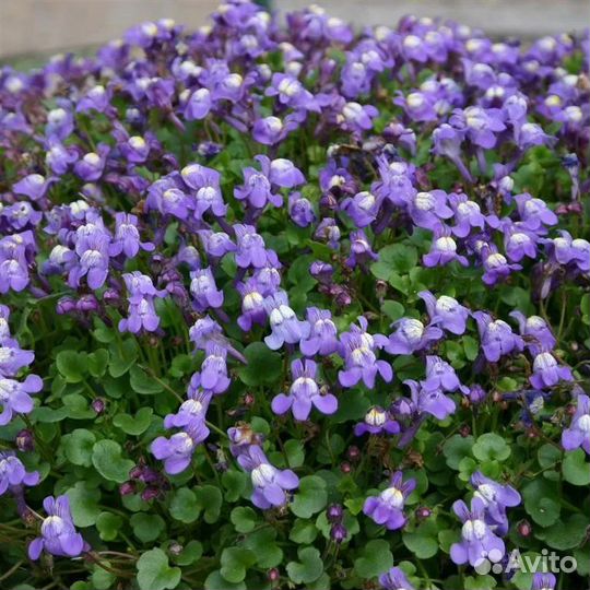 Чабрец тимьян