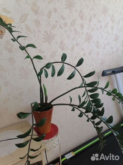 Замиокулькас