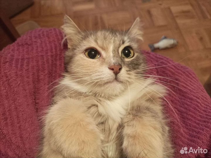 Кошка Ассоль в поиске семейного счастья