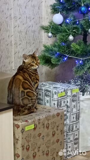 Бенгальский кот вязка