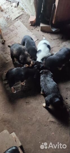 Щенки в добрые руки