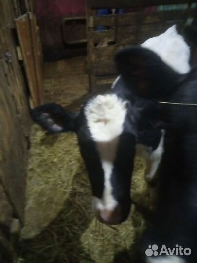 Корова телка