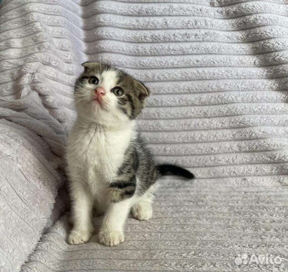 Котенок мальчик