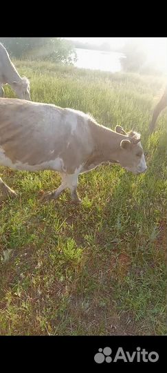 Бычки и телки