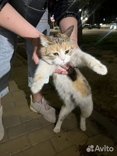 Кошка