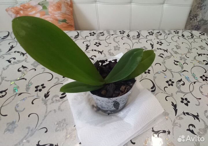 Орхидея фаленопсис