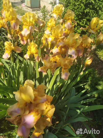 Ирисы сортовые