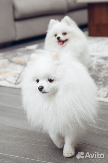 Мини шпиц вязка