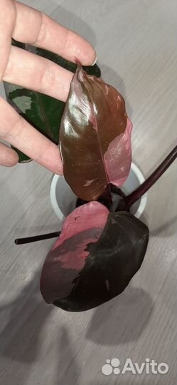 Филодендрон розовая принцесса