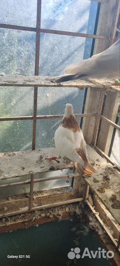 Голуби бакинские желтошейки