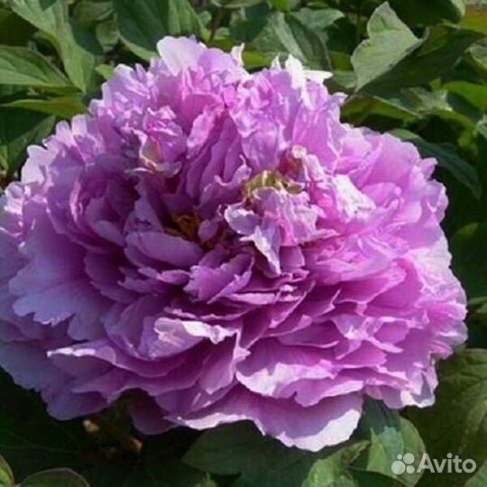 Пион древовидный и травянистый