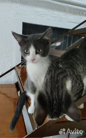 Покровские котятки в дар