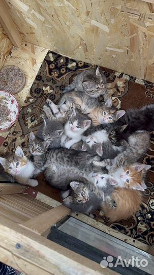Котята мальчики